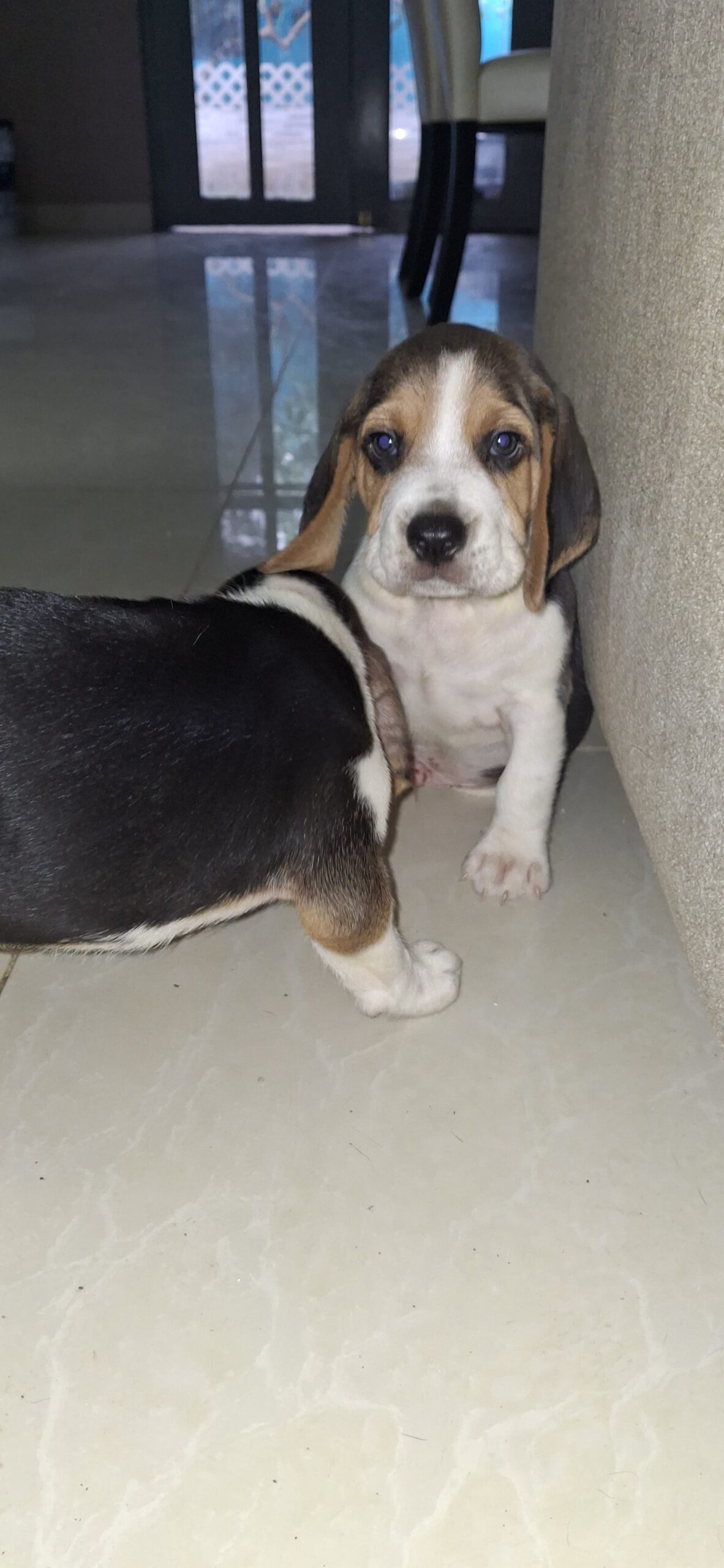 Vendemos Cachorros Beagles