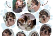 Vendemos Cachorros Beagles