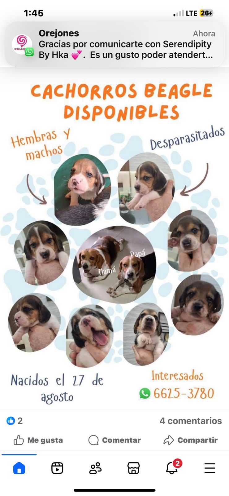 Vendemos Cachorros Beagles