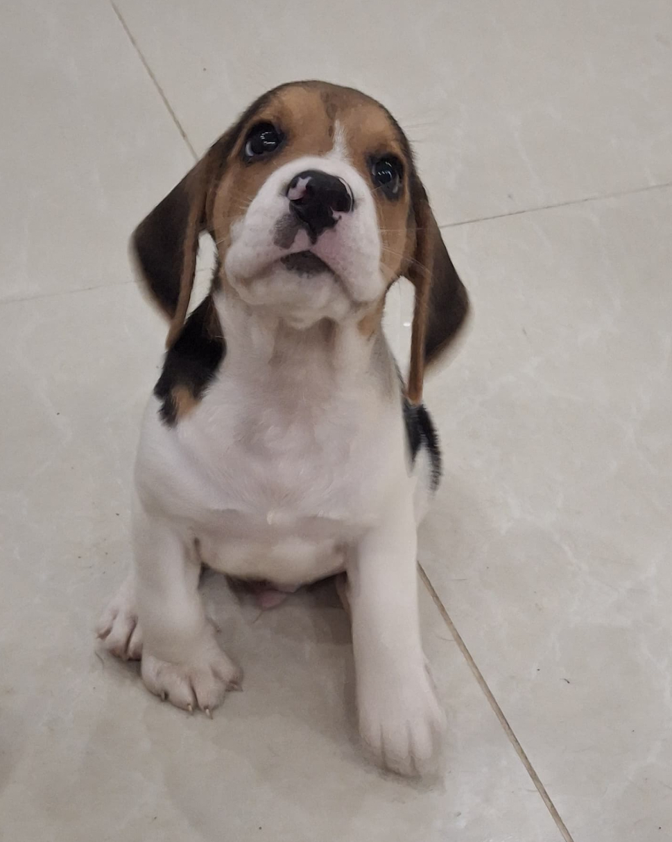 Vendemos Cachorros Beagles