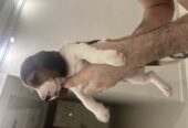 Vendemos Cachorros Beagles