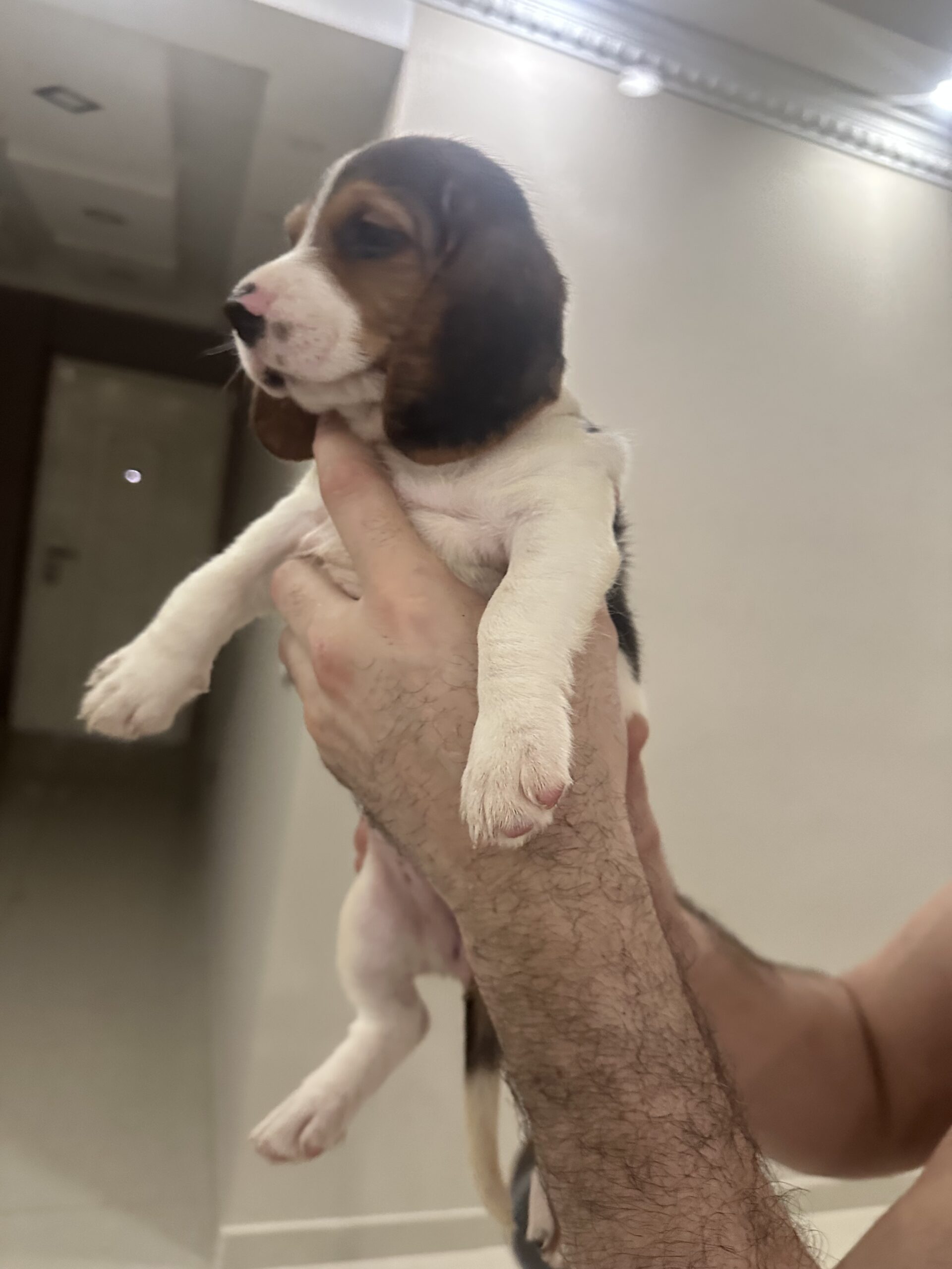 Vendemos Cachorros Beagles