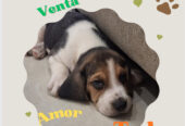 Vendemos Cachorros Beagles