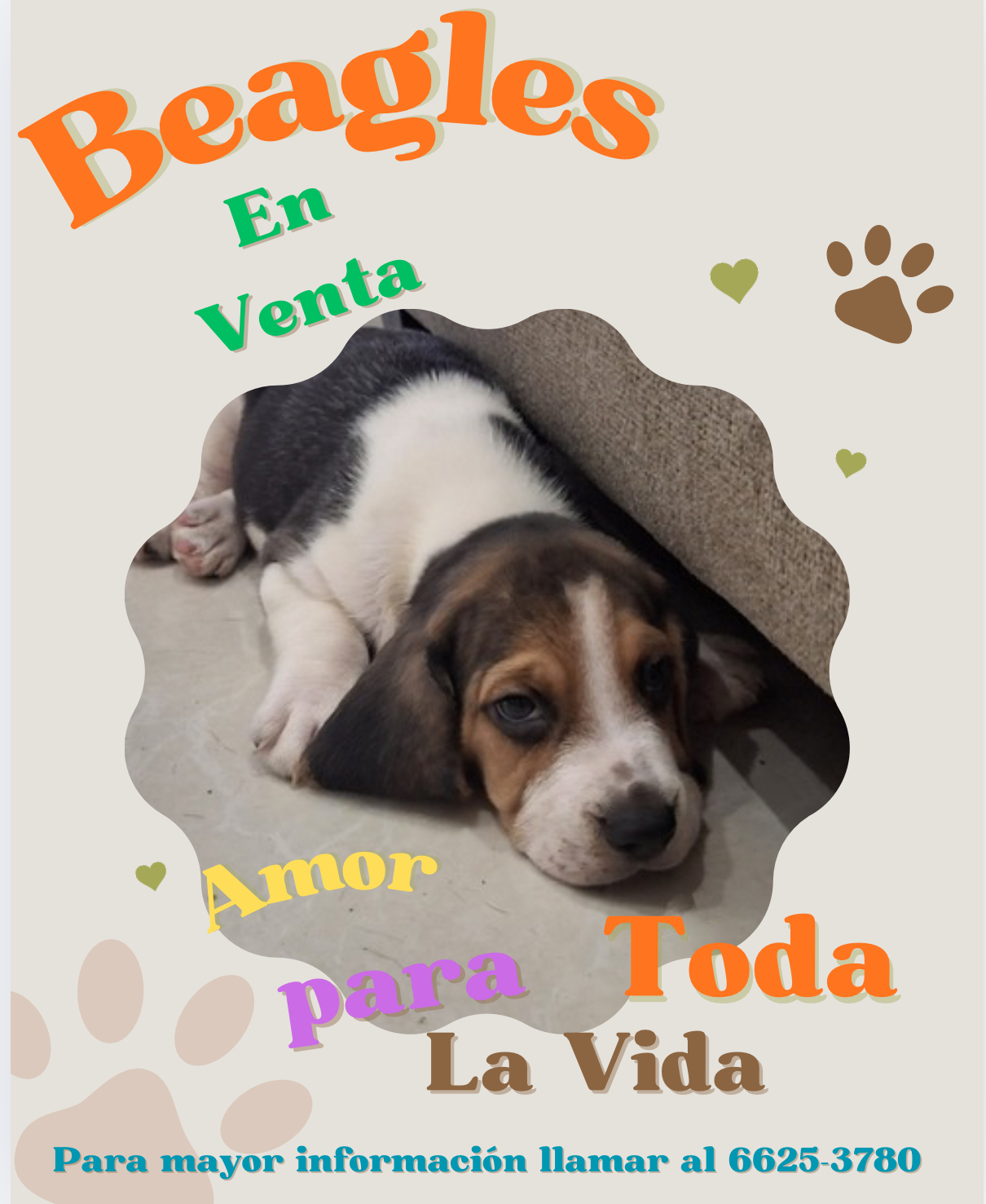 Vendemos Cachorros Beagles