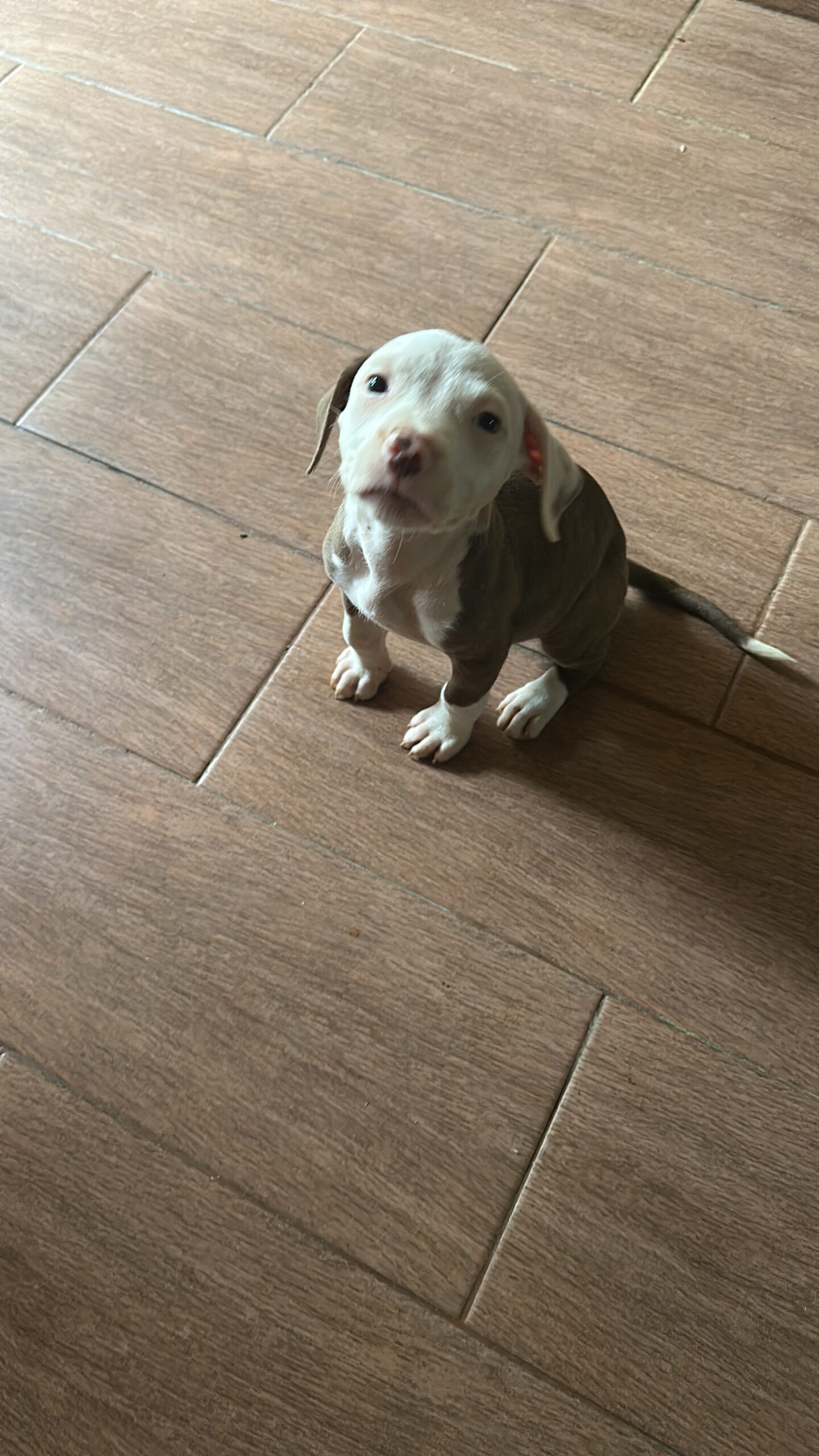 Cachorros pitbull 💯 % puros