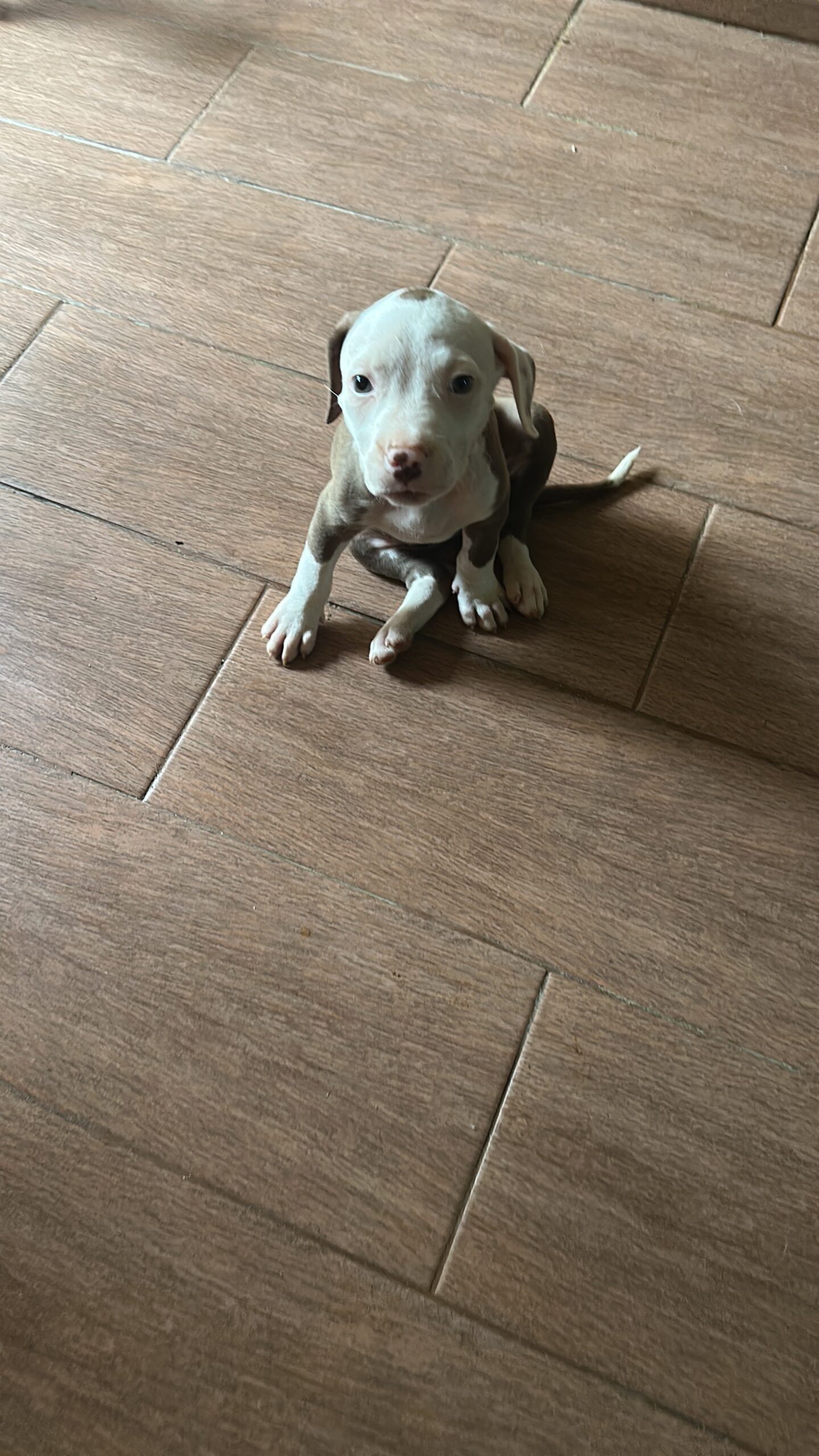 Cachorros pitbull 💯 % puros