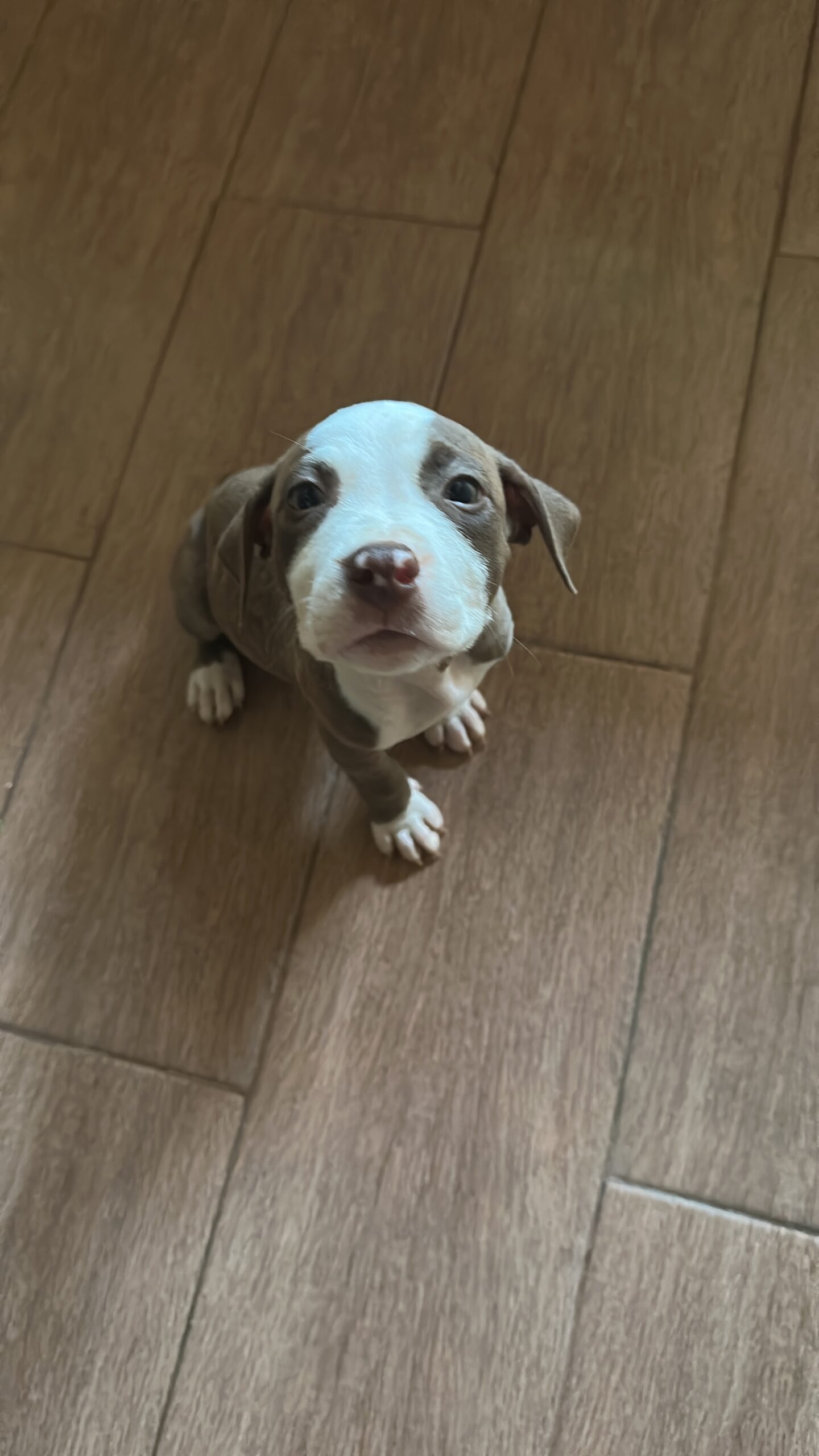 Cachorros pitbull 💯 % puros