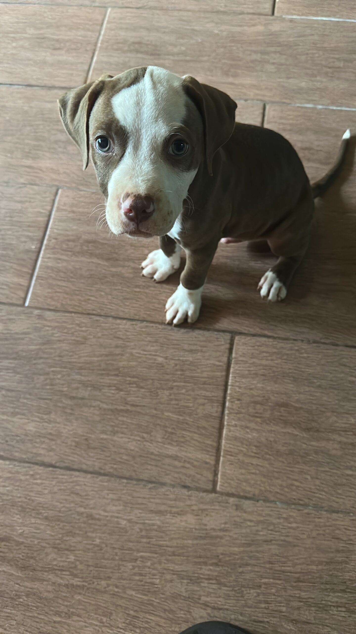 Cachorros pitbull 💯 % puros