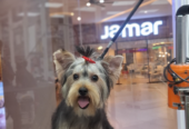 Venta de perritos Yorkies