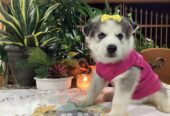 Husky Siberiano hembra de 2 meses