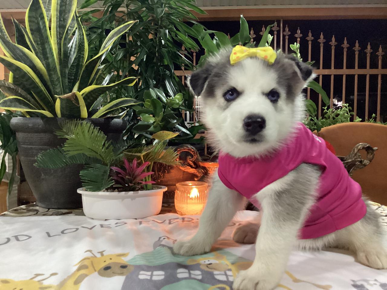 Husky Siberiano hembra de 2 meses