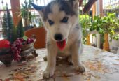 Husky Siberiano hembra de 2 meses