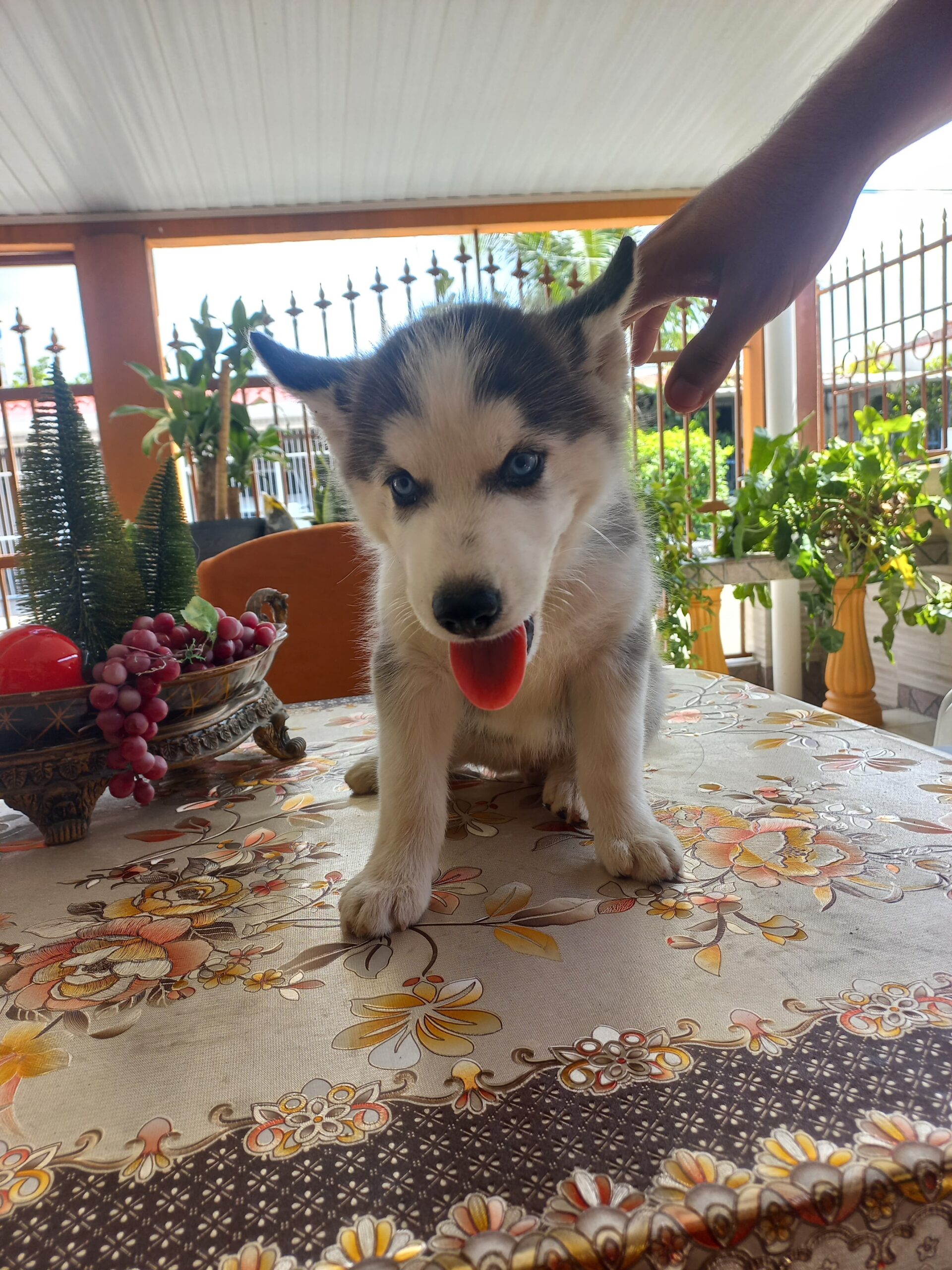 Husky Siberiano hembra de 2 meses