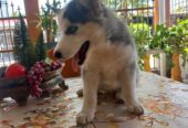 Husky Siberiano hembra de 2 meses