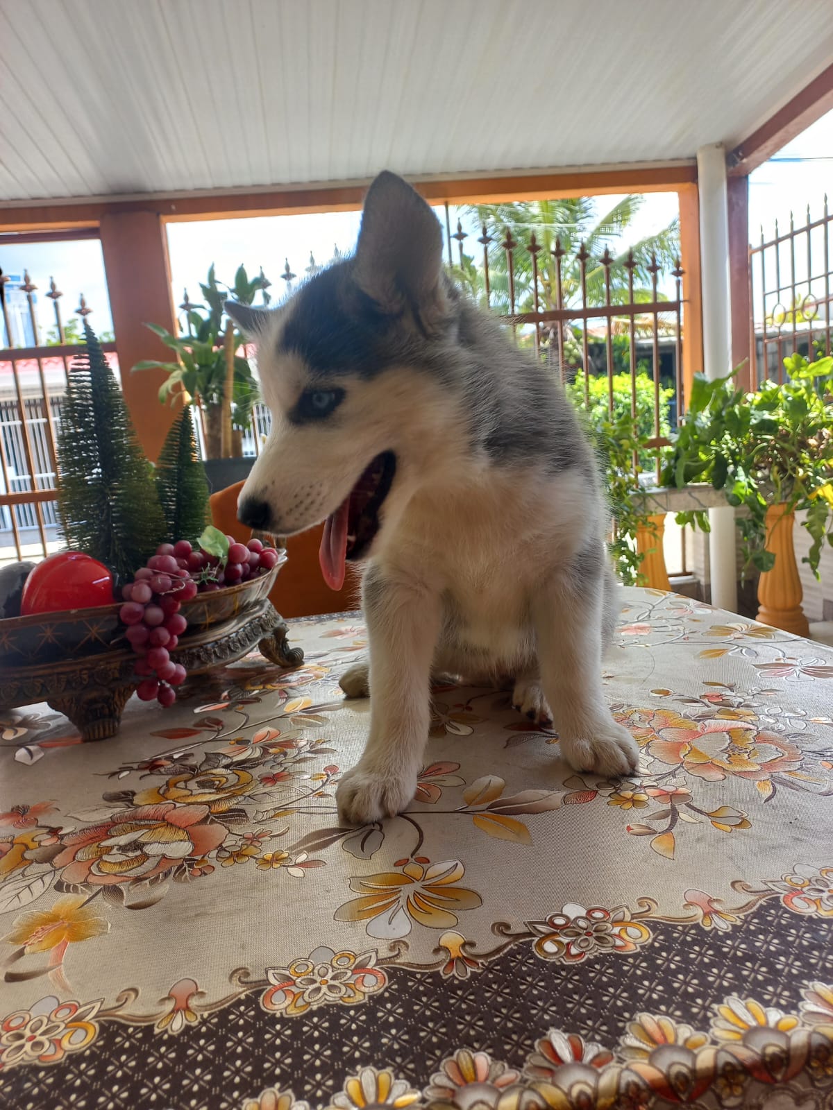 Husky Siberiano hembra de 2 meses