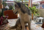 Husky Siberiano hembra de 2 meses