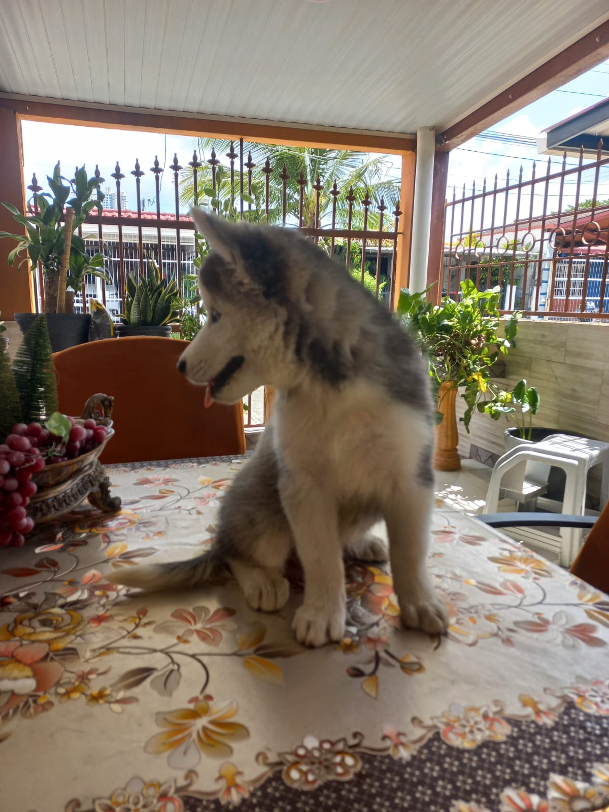 Husky Siberiano hembra de 2 meses
