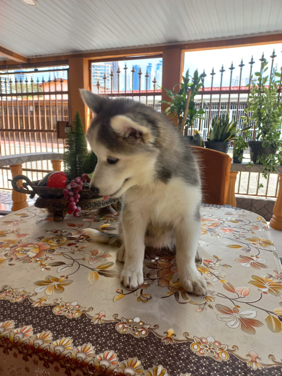 Husky Siberiano hembra de 2 meses