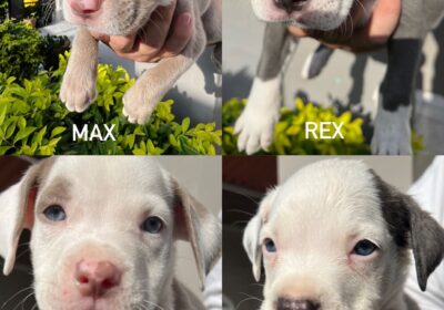 DB8C1522-6D53-41EB-9FB1-73F0D40E0E8C