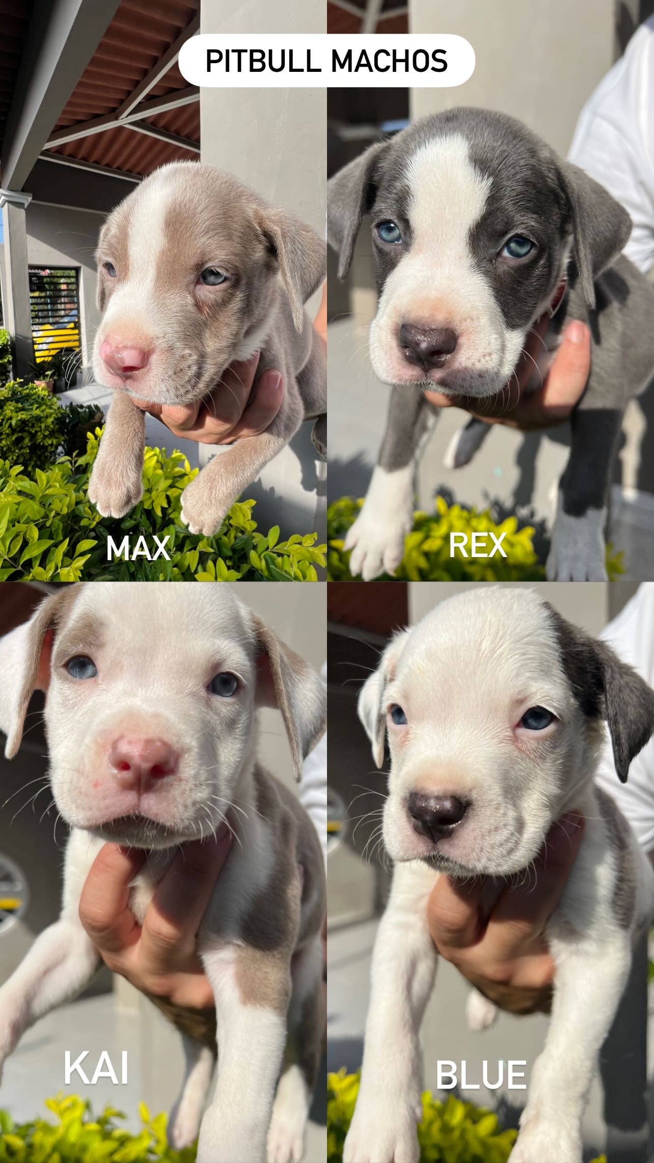 Venta de Cachorro Pitbull Blue