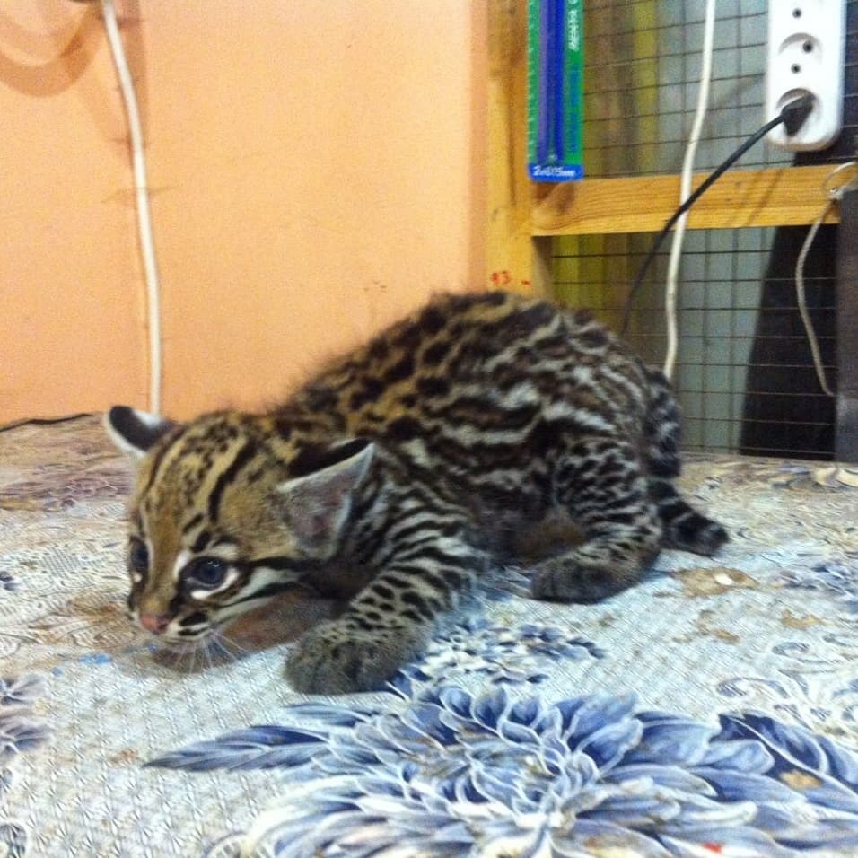 Gatitos de Ocelote, Serval y Caracal