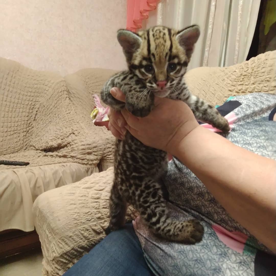 Gatitos de Ocelote, Serval y Caracal