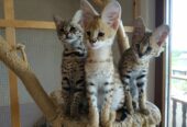 Preciosos gatitos Savannah disponibles