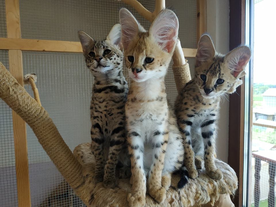 Preciosos gatitos Savannah disponibles
