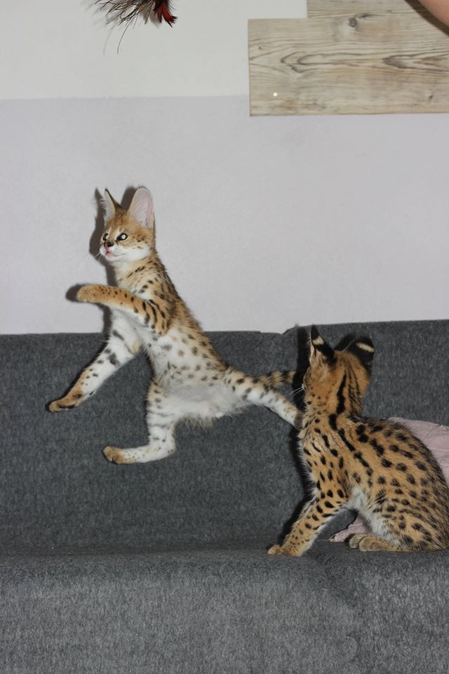 Preciosos gatitos Savannah disponibles