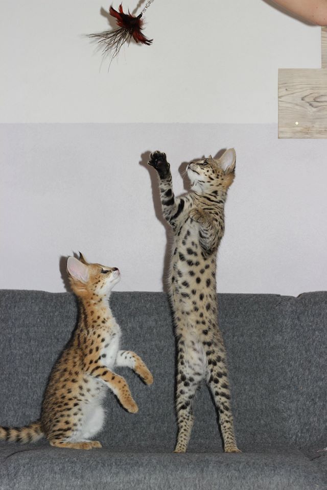 Preciosos gatitos Savannah disponibles