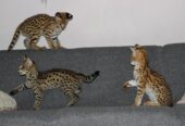 Preciosos gatitos Savannah disponibles