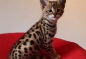 Preciosos gatitos Savannah disponibles