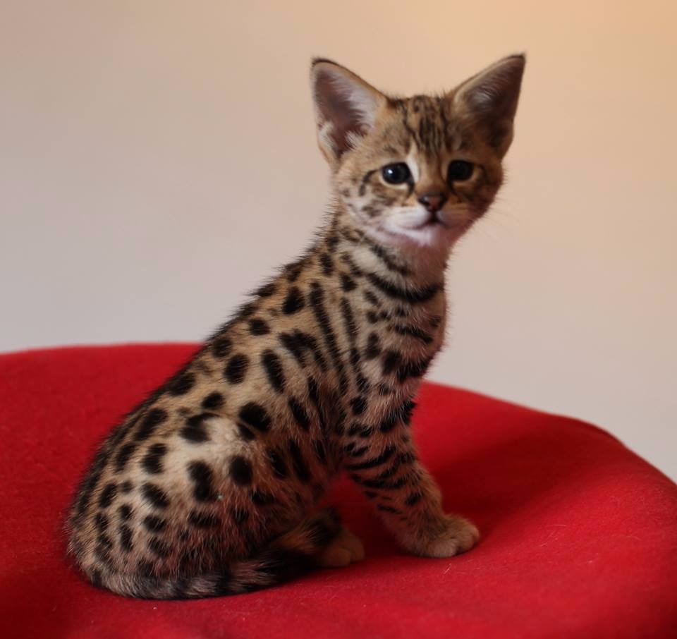 Preciosos gatitos Savannah disponibles