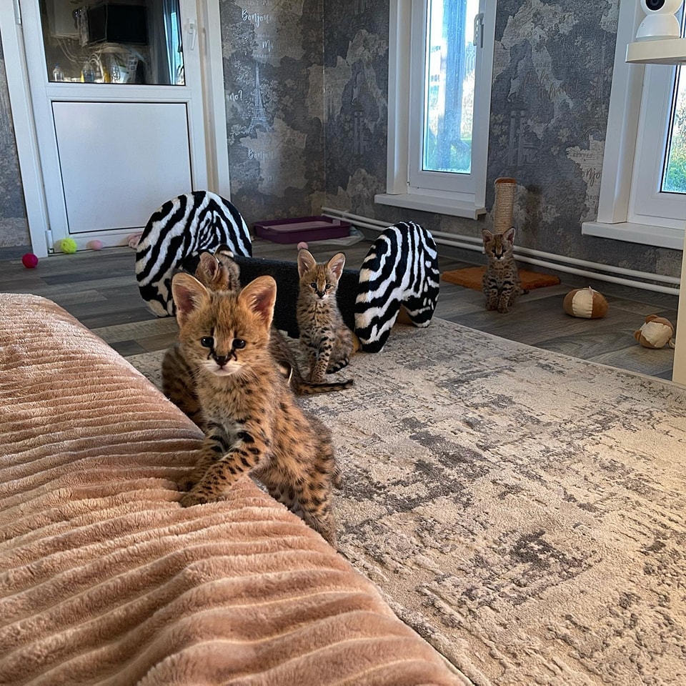 Gatitos de Ocelote, Serval y Caracal