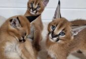 Gatitos de Ocelote, Serval y Caracal