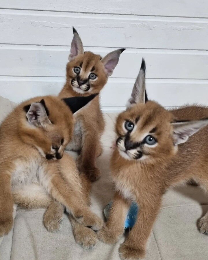 Gatitos de Ocelote, Serval y Caracal