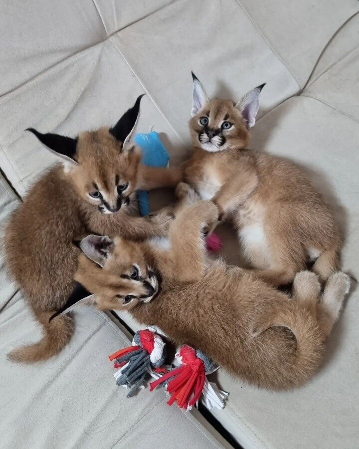 Gatitos de Ocelote, Serval y Caracal