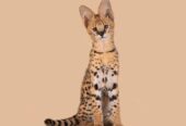 Adorables gatitos serval disponibles