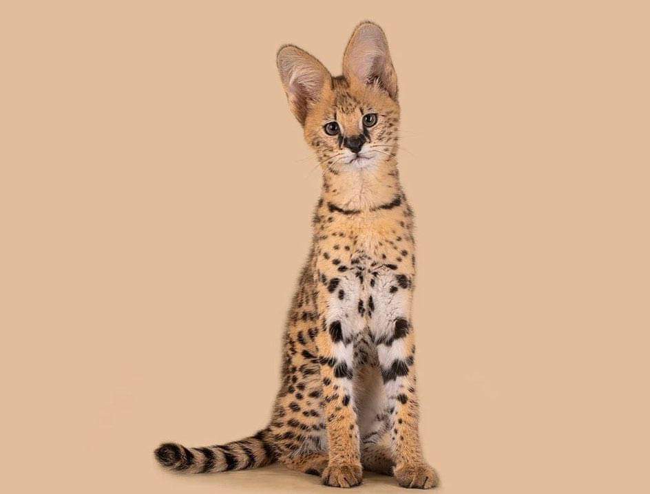 Adorables gatitos serval disponibles