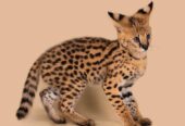 Adorables gatitos serval disponibles
