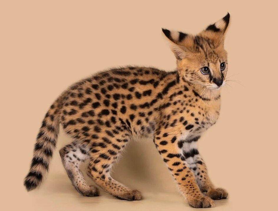 Adorables gatitos serval disponibles