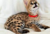 Adorables gatitos serval disponibles
