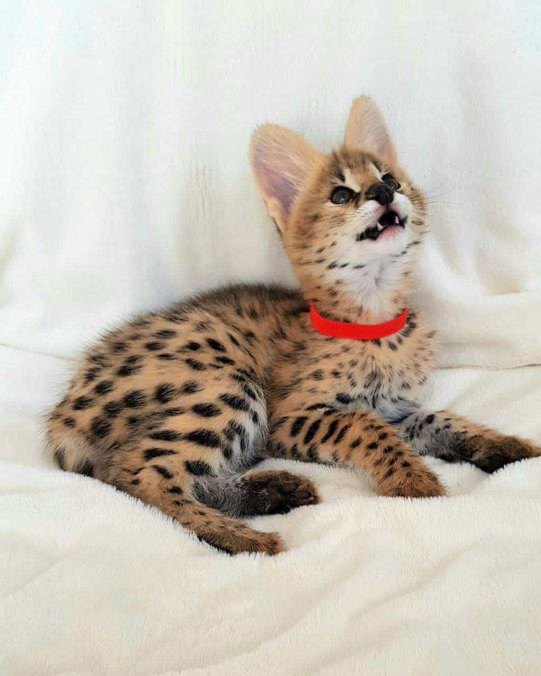 Adorables gatitos serval disponibles
