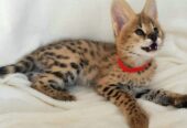 Adorables gatitos serval disponibles