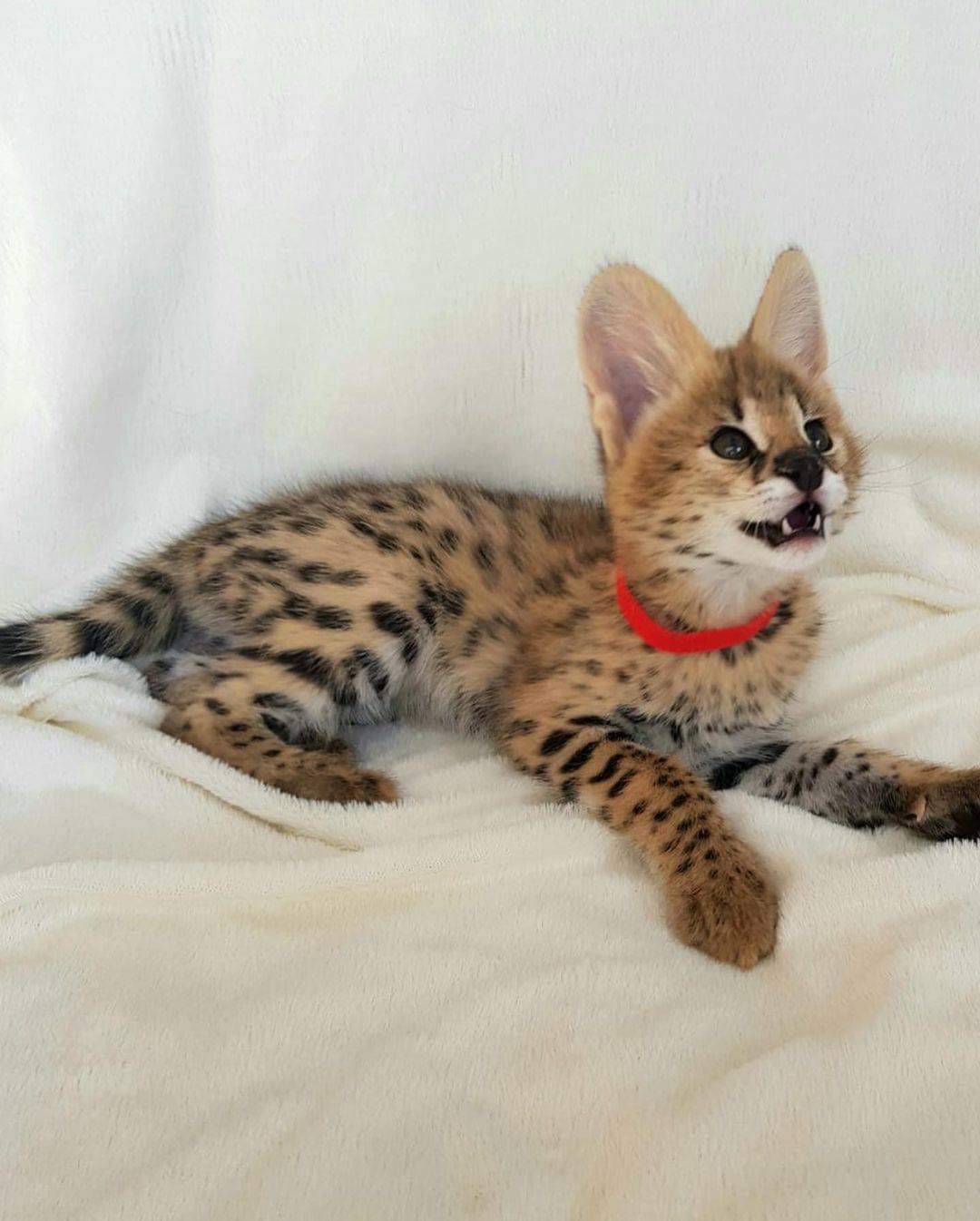 Adorables gatitos serval disponibles