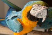 Guacamayos azules y dorados y loros Grises Africanos
