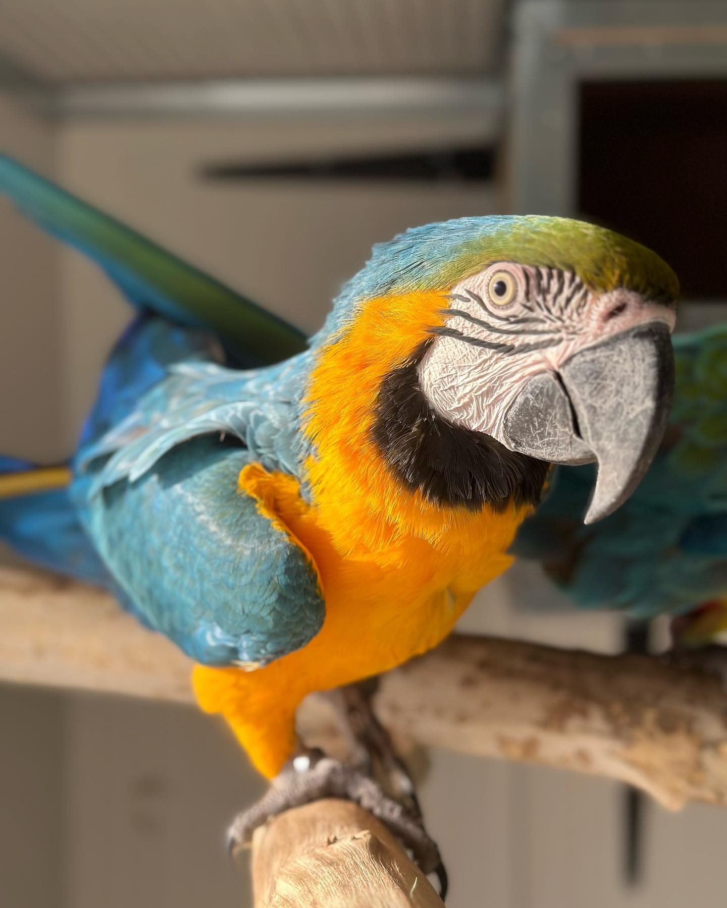 Guacamayos azules y dorados y loros Grises Africanos