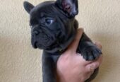 Cachorros de Bulldog Francés