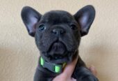 Cachorros de Bulldog Francés