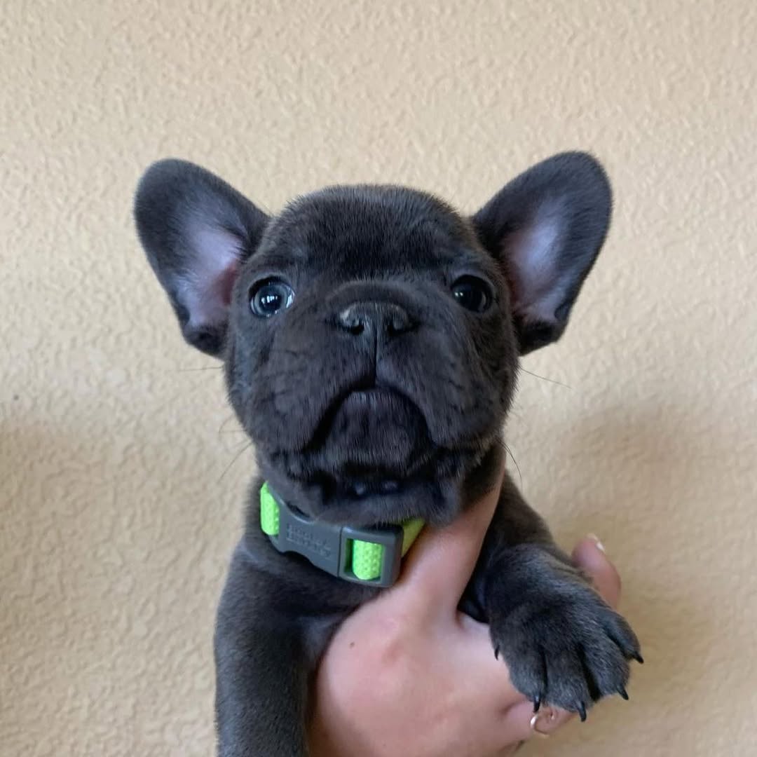 Cachorros de Bulldog Francés